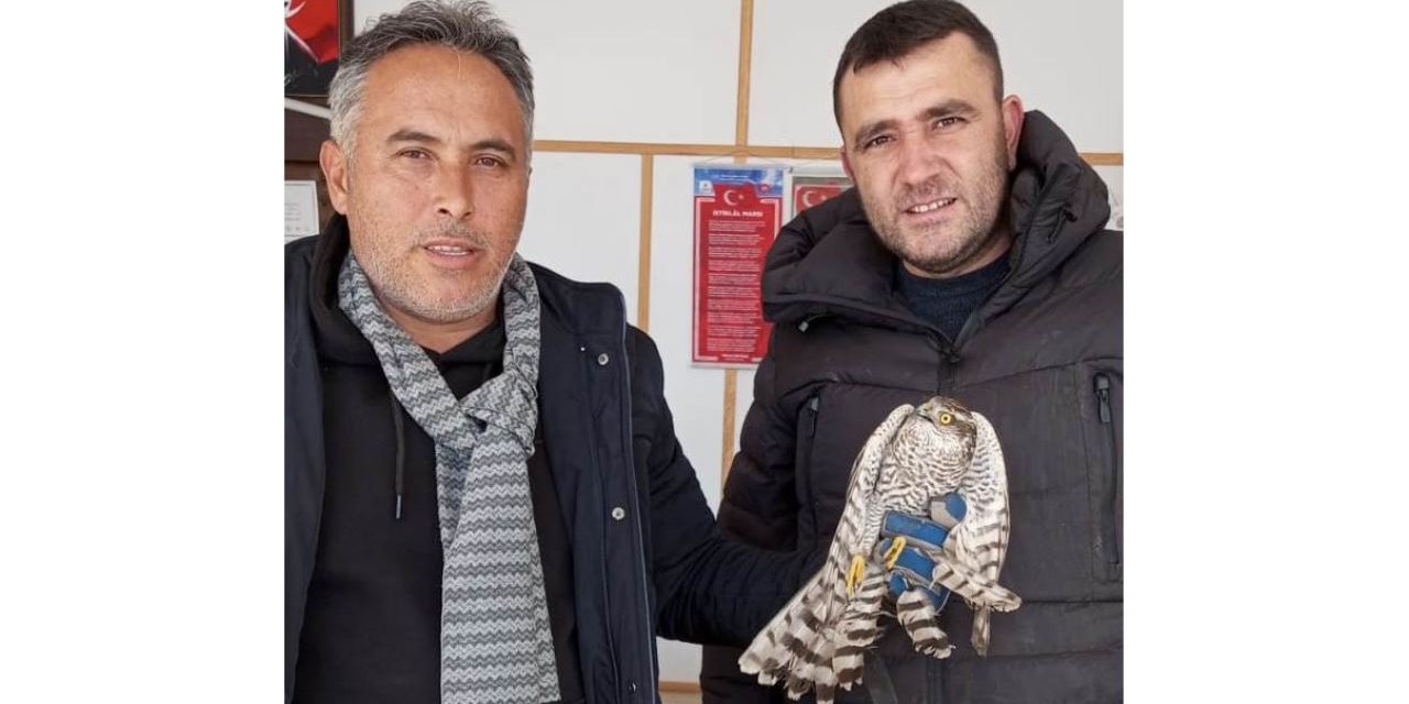 Kanatları yaralı atmaca tedavi altında