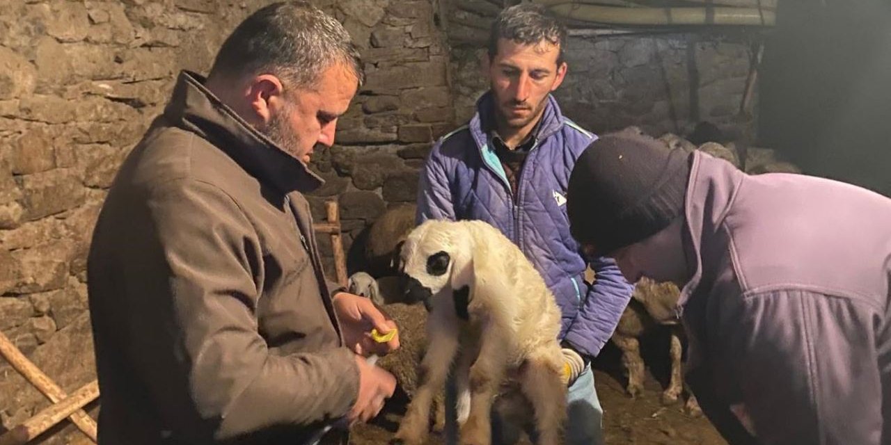 Beyşehir’de küçükbaş hayvanlara sağlık kontrolü