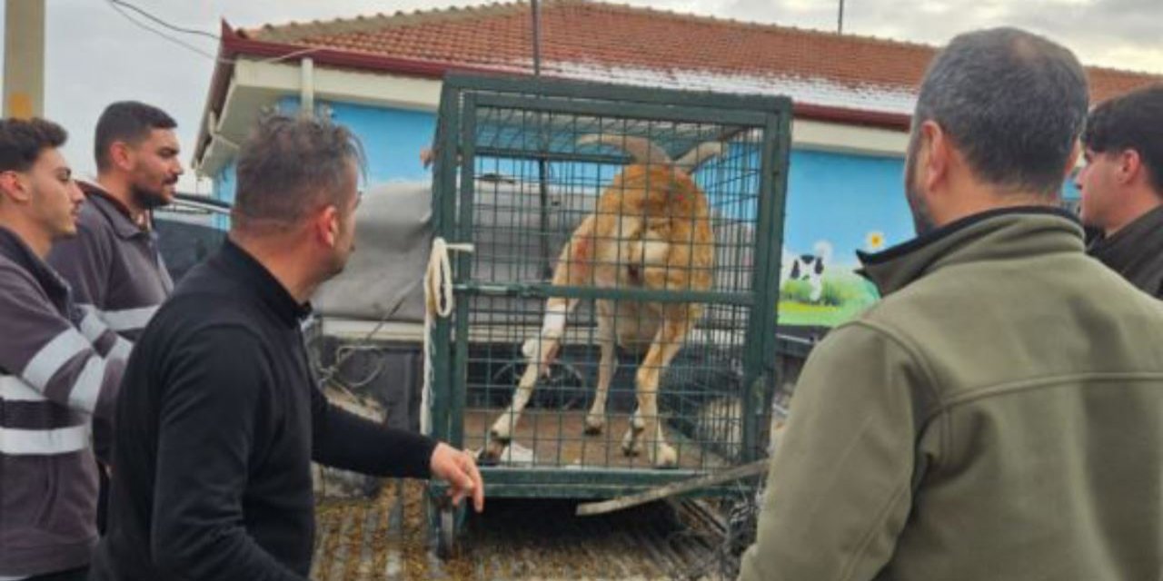 Aksaray'da yaban koyunu telden son anda kurtarıldı