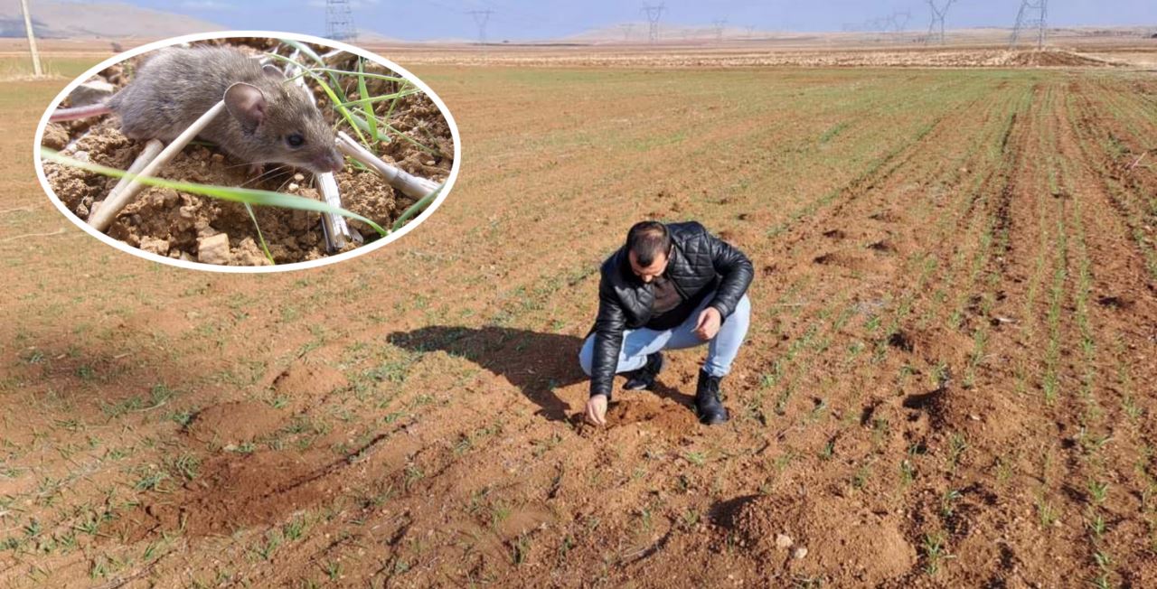 Sarayönü’nde tarla faresi ile etkin mücadele
