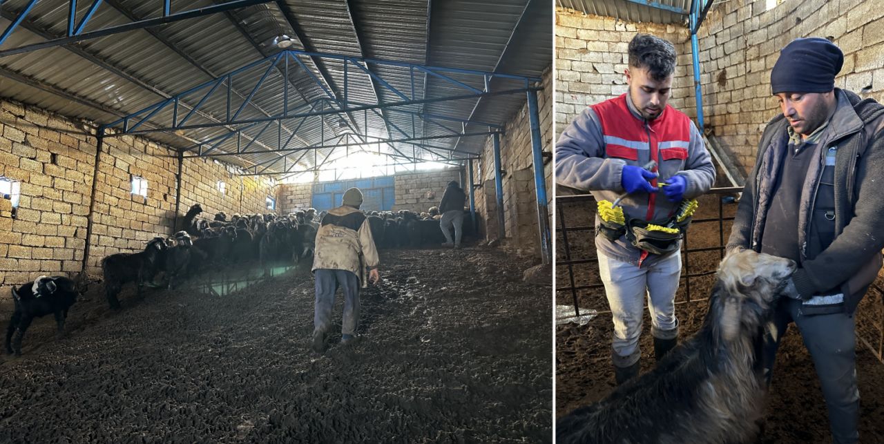 Koyun ve keçiler veba ve çiçeğe karşı aşılanıyor