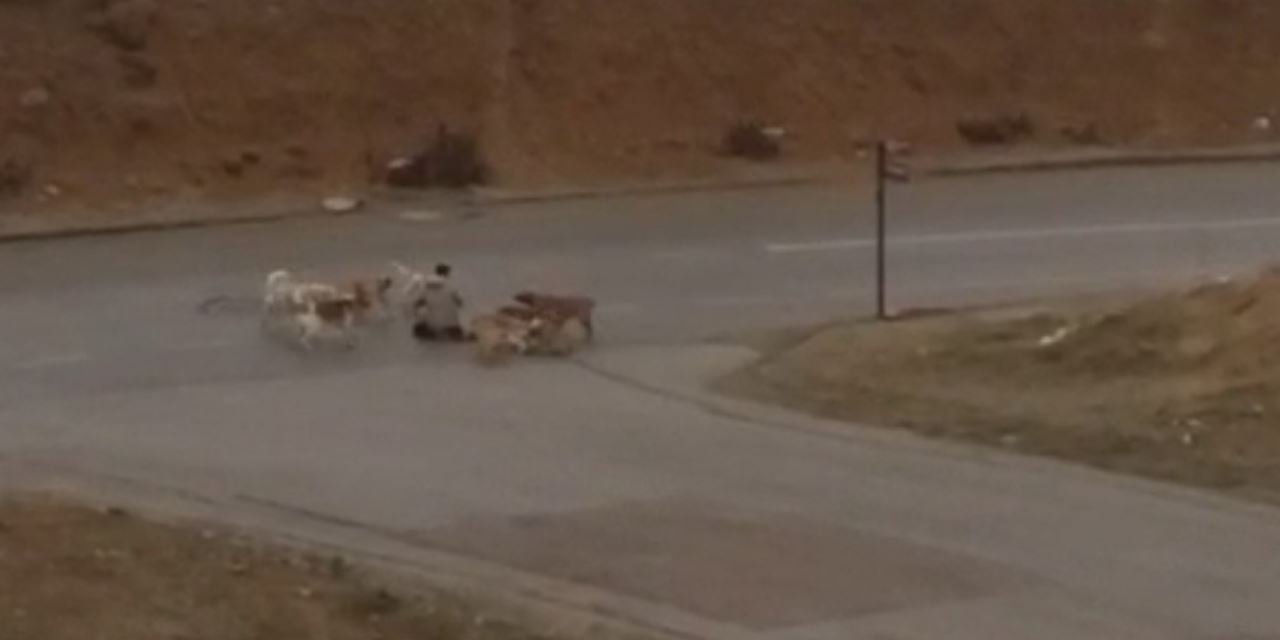 Ankara’da köpek saldırısı!