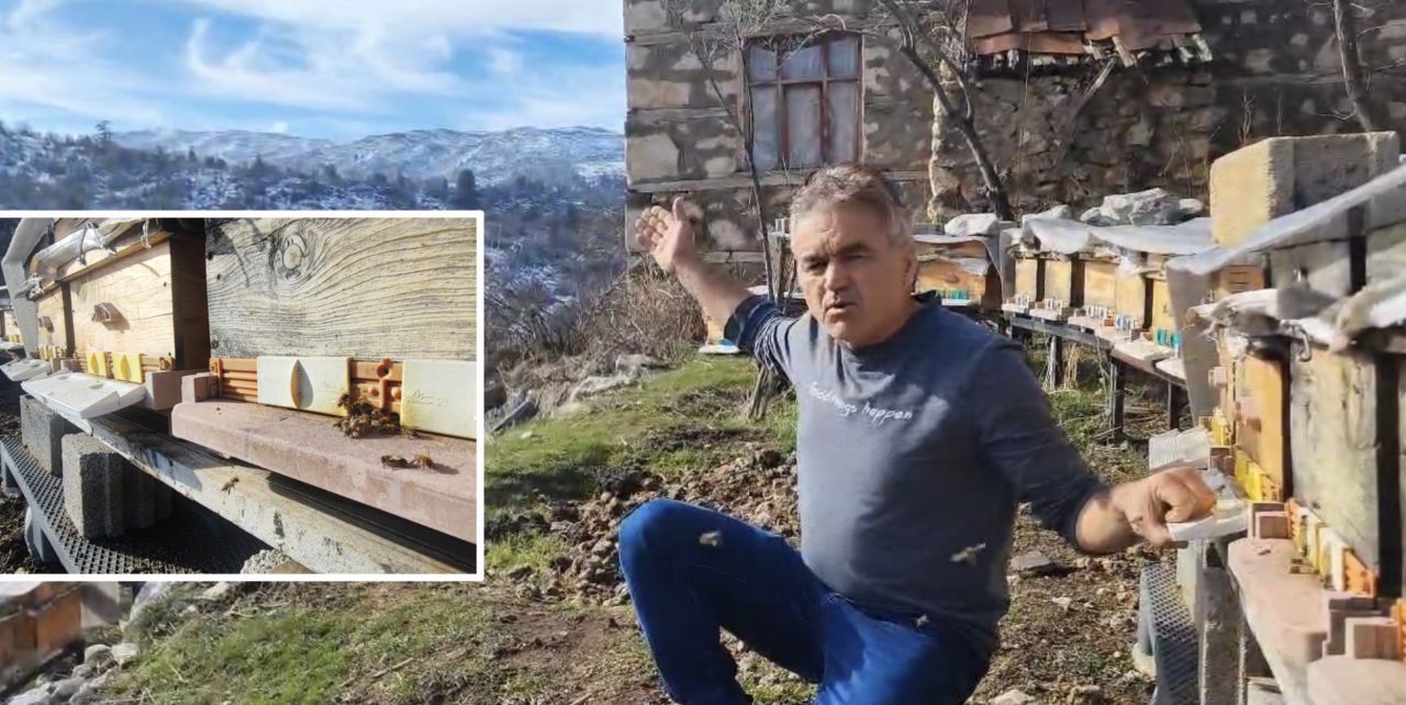 Arılar 1700 rakımlı yayladan polen taşımaya başladı