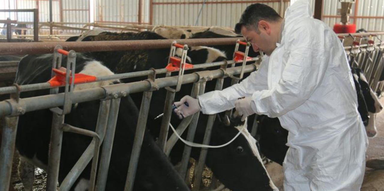 Sarayönü'nde şap hastalığına karşı mücadele başlatıldı