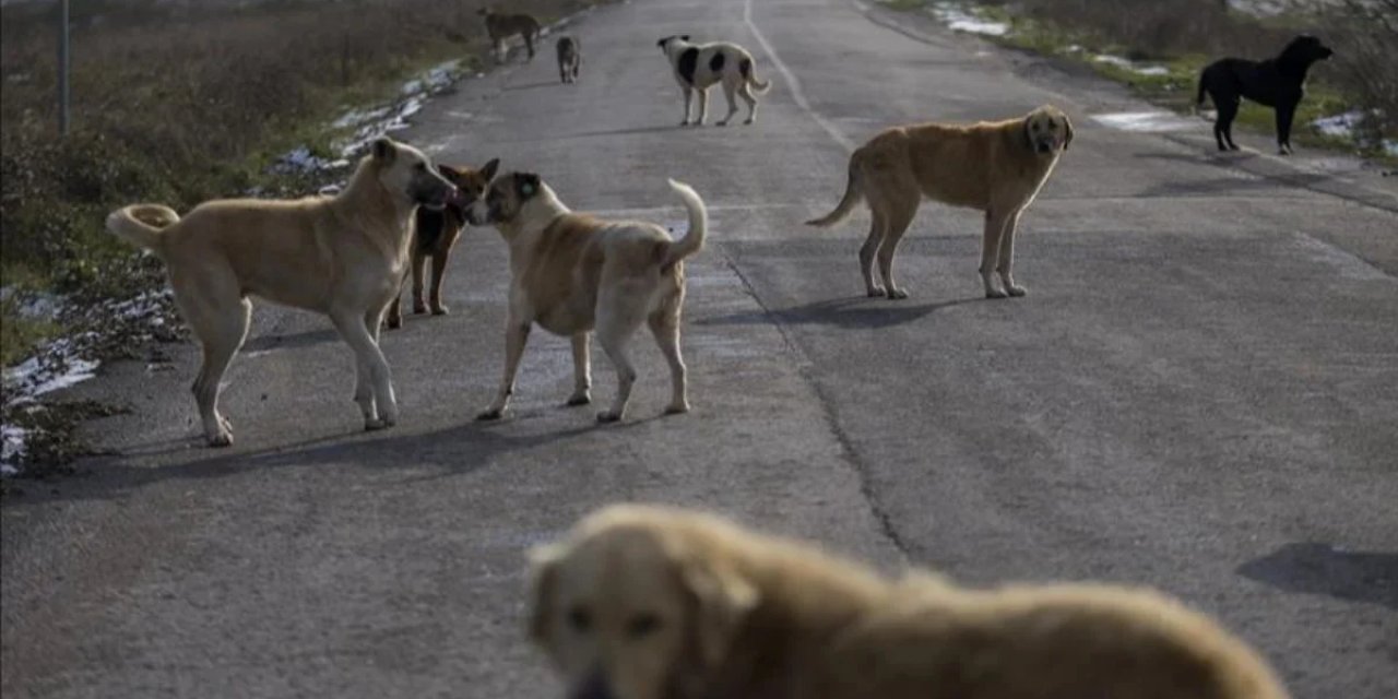 Sahipsiz köpek başına 71 bin TL ceza!
