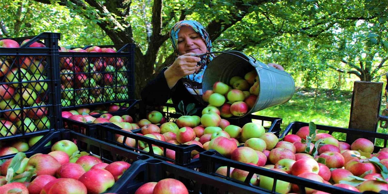 Elma fiyatlarını yükselten sebep: Artan maliyetler