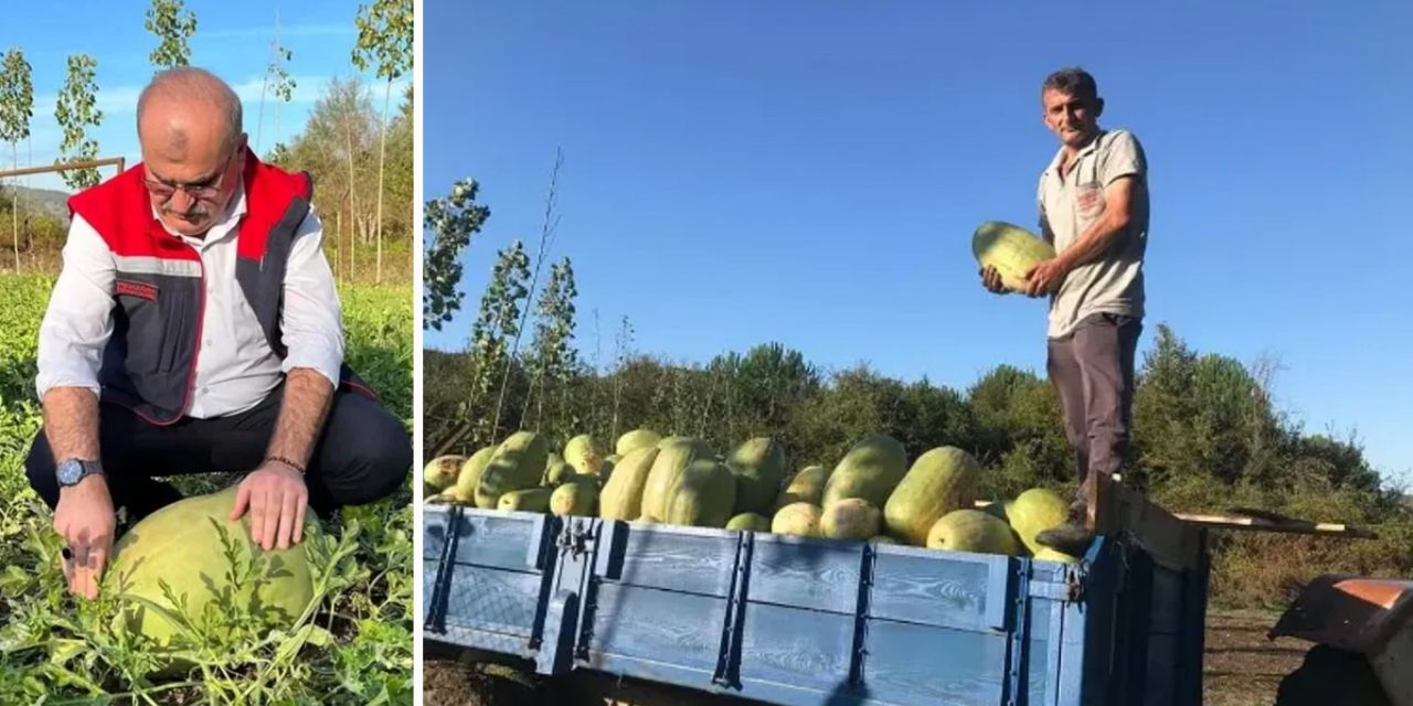 Bu proje ile Konya’da inekler bol bol karpuz yiyecek