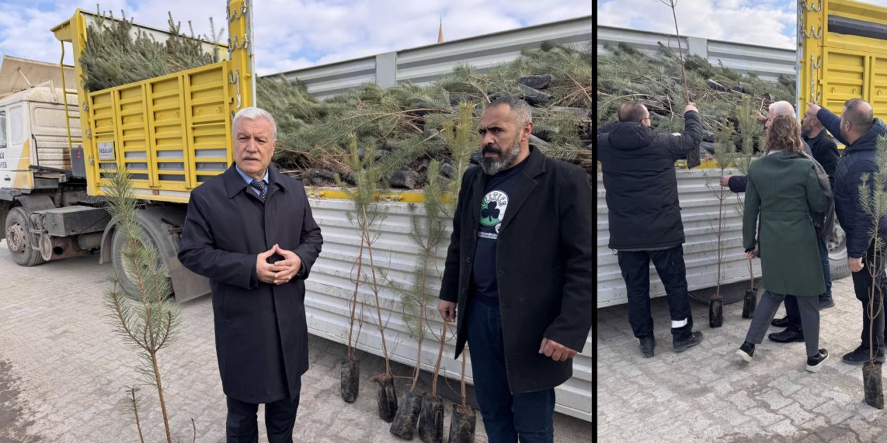 Kulu'da ücretsiz çam fidanı dağıtılacak