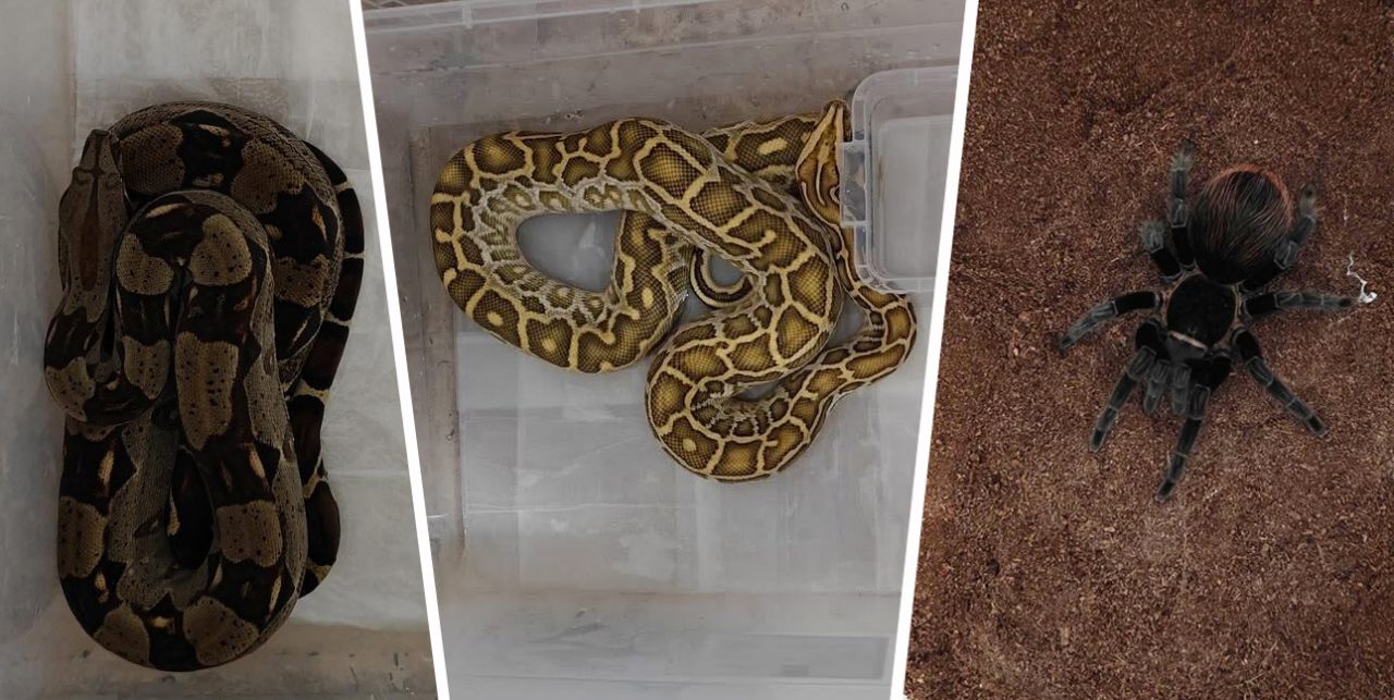 Kaçak egzotik hayvan operasyonu: 4 yılan ve 1 tarantula ele geçirildi
