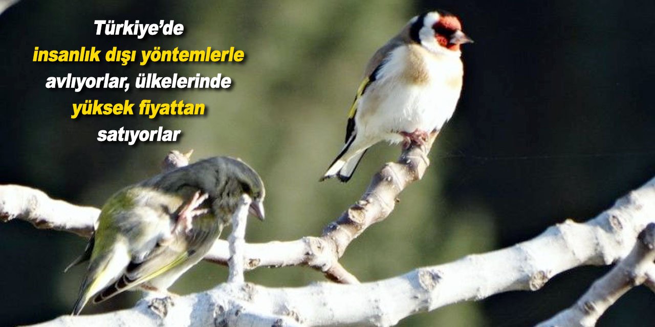 Suriyeli mülteciler doğayı mı katlediyor?!