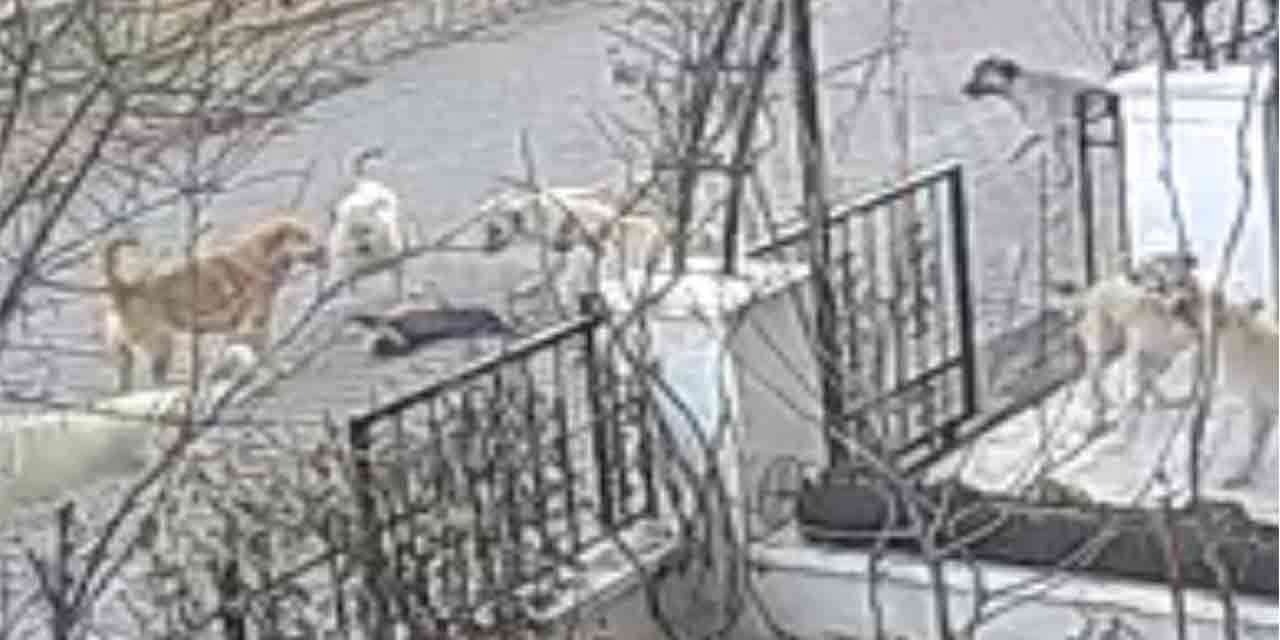 Sokak köpekleri kediyi telef etti, o anlar kamerada!