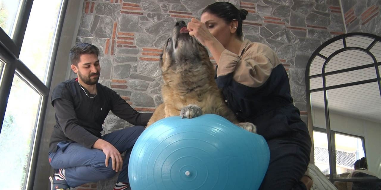 Obez köpek Duman, spor ve pilatesle zayıflıyor!