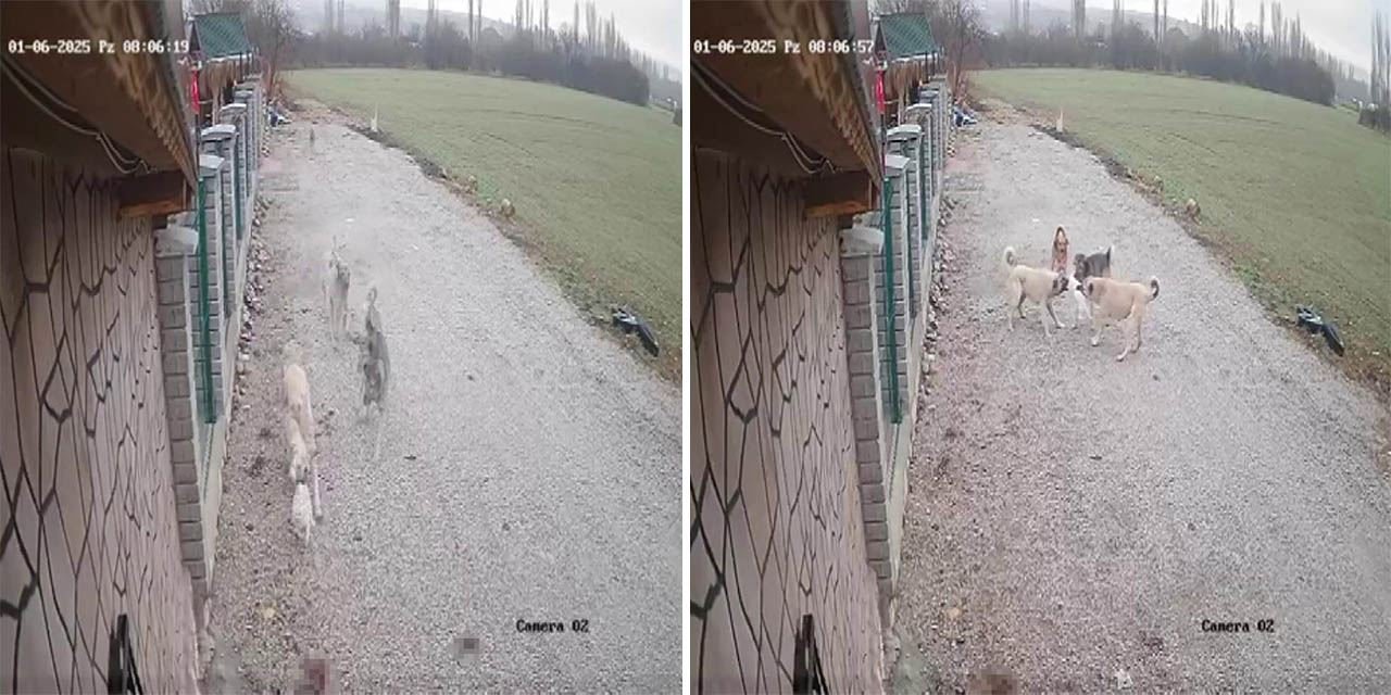 Kayıp kedi 'Mia'nın trajik sonu: Köpekler tarafından telef edildi