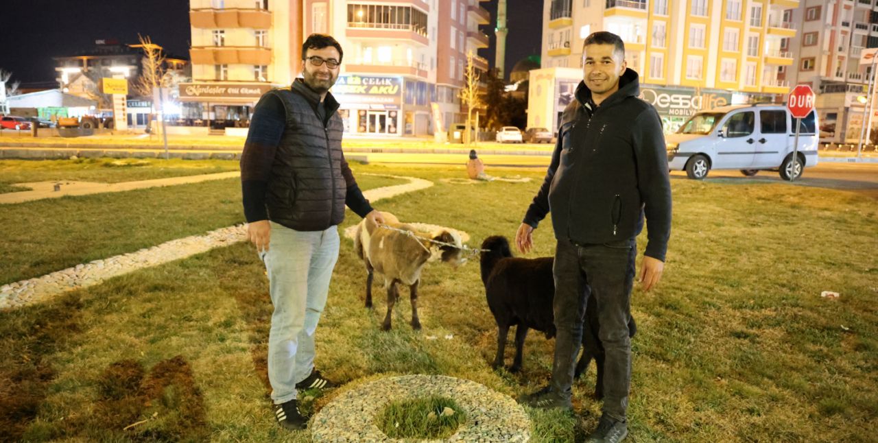 Kamyonetten düşen koyunlara saatlerce kimse sahip çıkmadı!