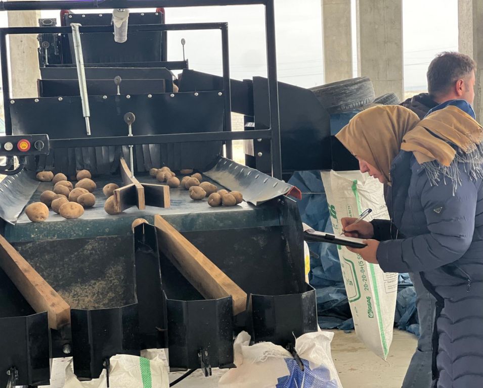 Artık Karapınar'da da patates tohumu üretilecek