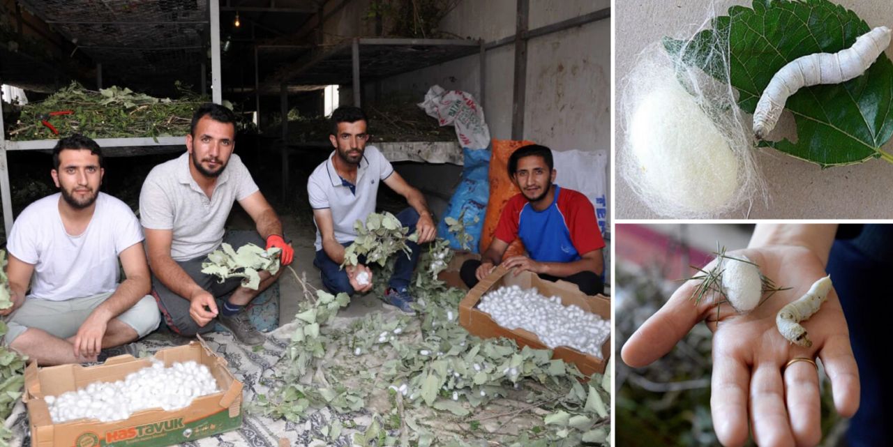 İpekböceği tohumunu üreten 7 ülkeden biriyiz