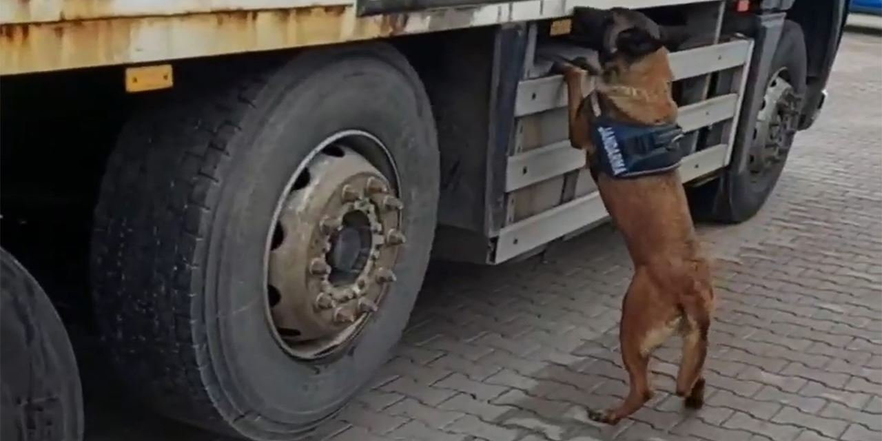 Tütün köpeği tırdaki kaçak ürünleri ortaya çıkardı