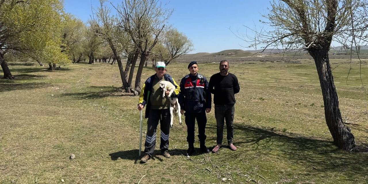 Kayıp koyun jandarma takibiyle bulundu