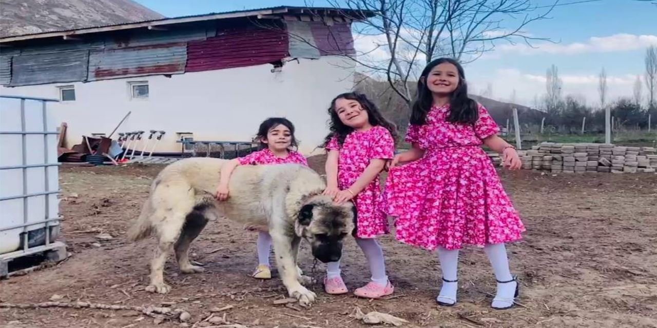 Kangal köpeği, tavukları tilkiye yedirtmeyerek kahramanlık sergiledi