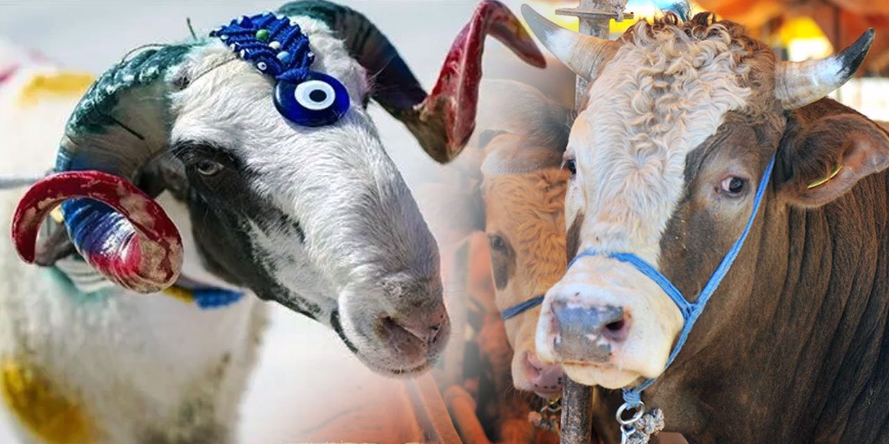 2025 yılı kurban kesim bedeli açıklandı! Diyanet rakam verdi