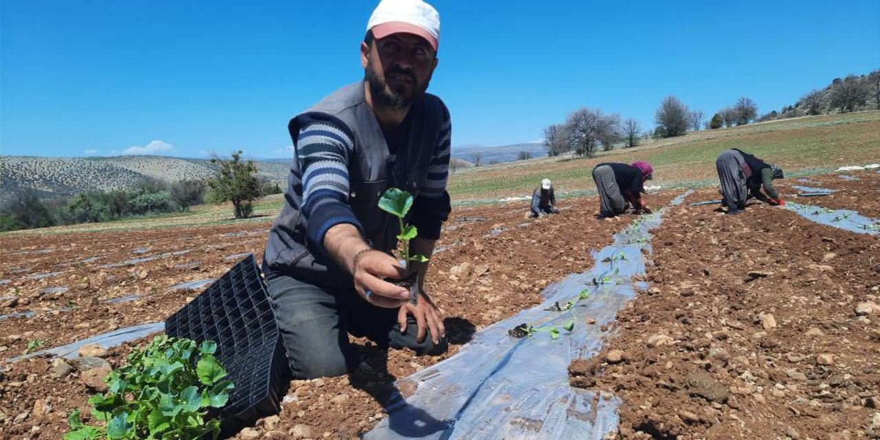 Susuzluğa meydan okuyan karpuz toprakla buluştu
