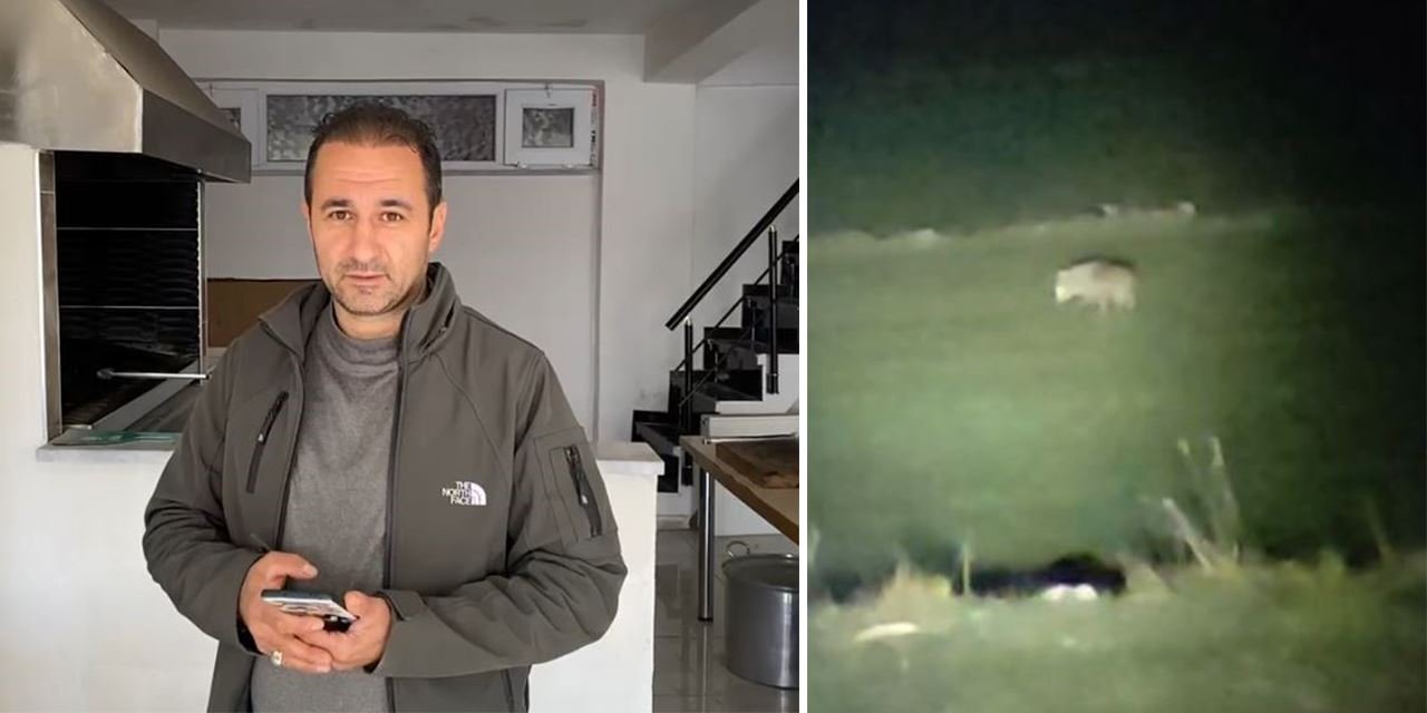 Kurda “Fino” diye seslendi ekmekle çağırdı şaşırtan anlar kamerada