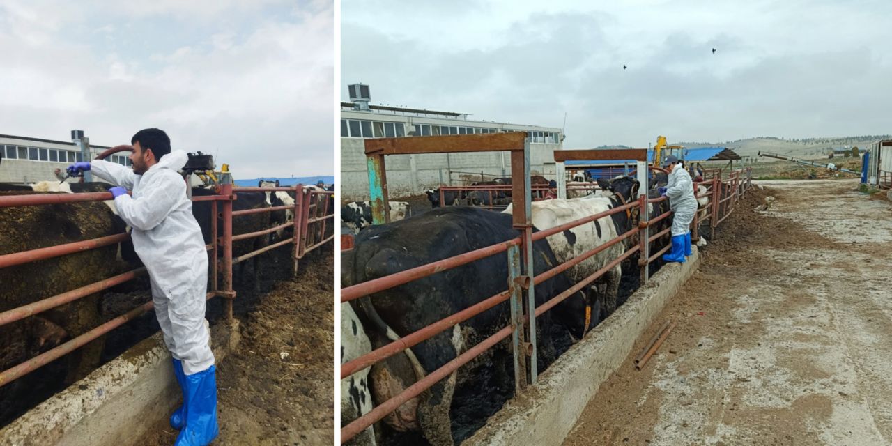 Hayvan sağlığı için Sarayönü’nde şap aşılaması devam ediyor