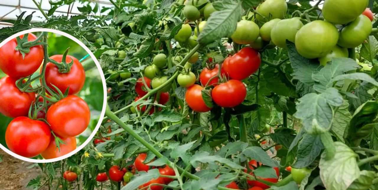 Domates hastalıklarını araştıran proje TÜBİTAK'tan destek aldı