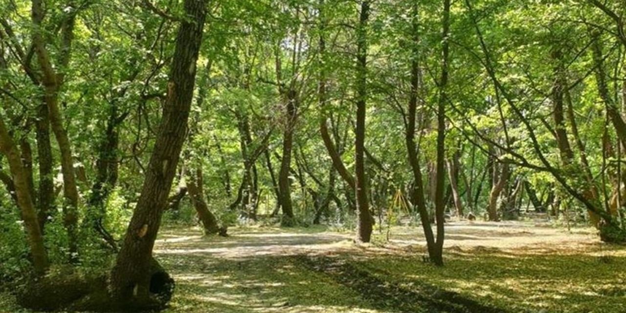 9 Mayıs’ta “Orman Benim” kampanyası için buluşuyor