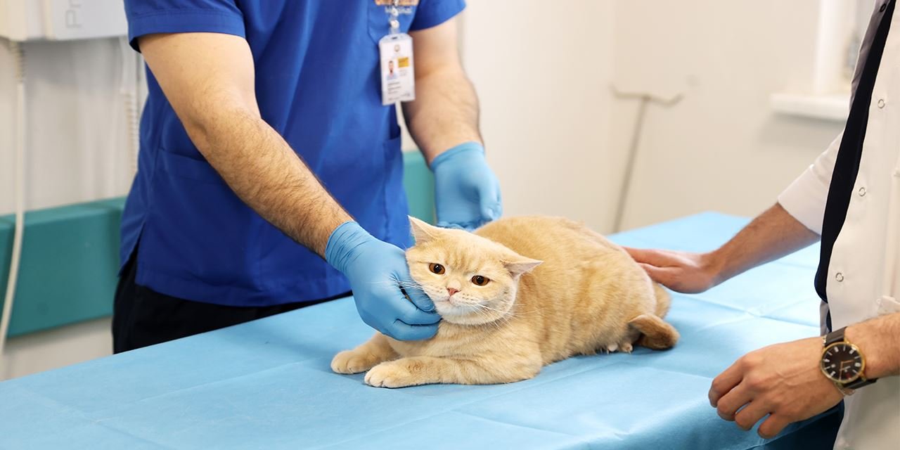 4. kattan düştü, diş tedavisiyle hayata tutundu: “Hani” yeniden mırlıyor