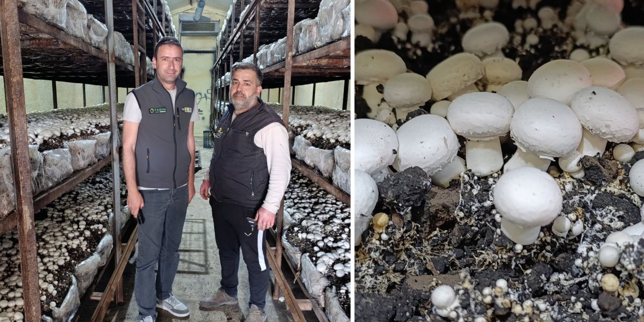 Üreticilere mantar tavsiyeleri