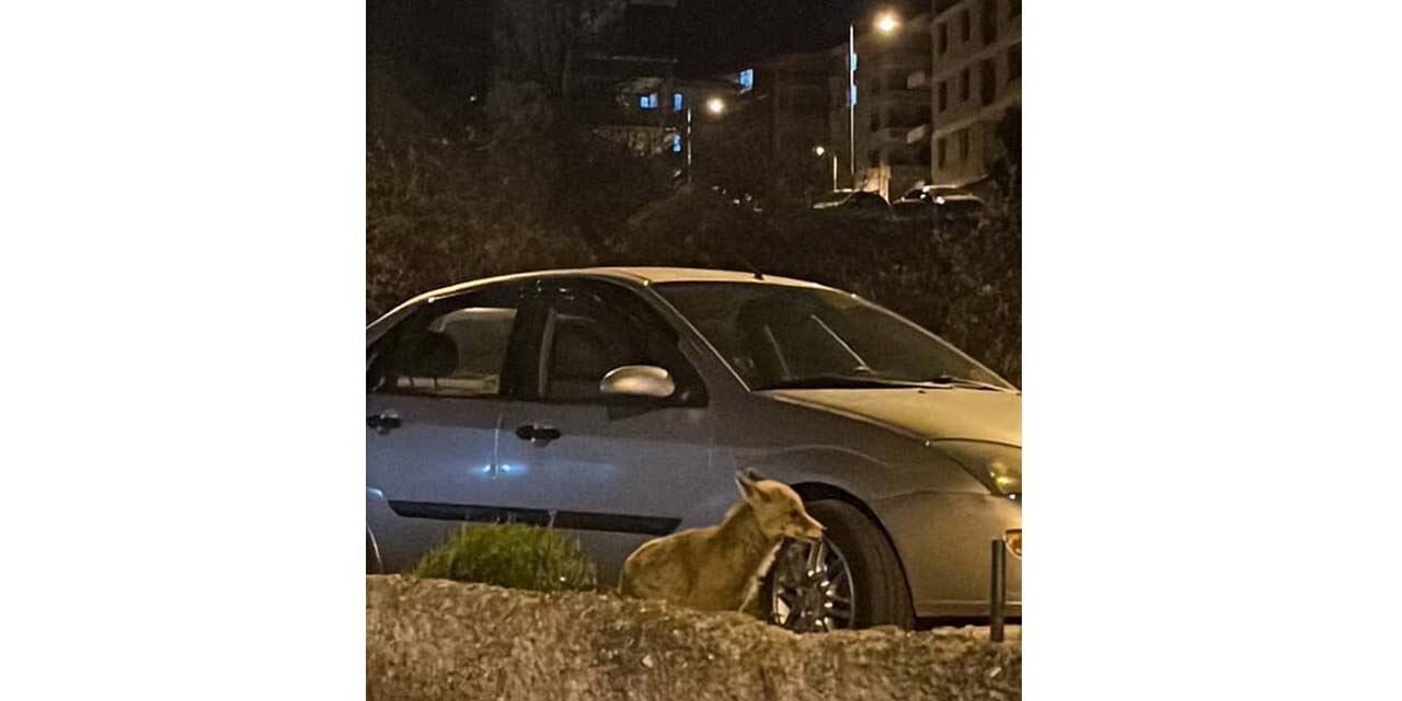 Aç kalan tilki Ankara sokaklarında görüntülendi