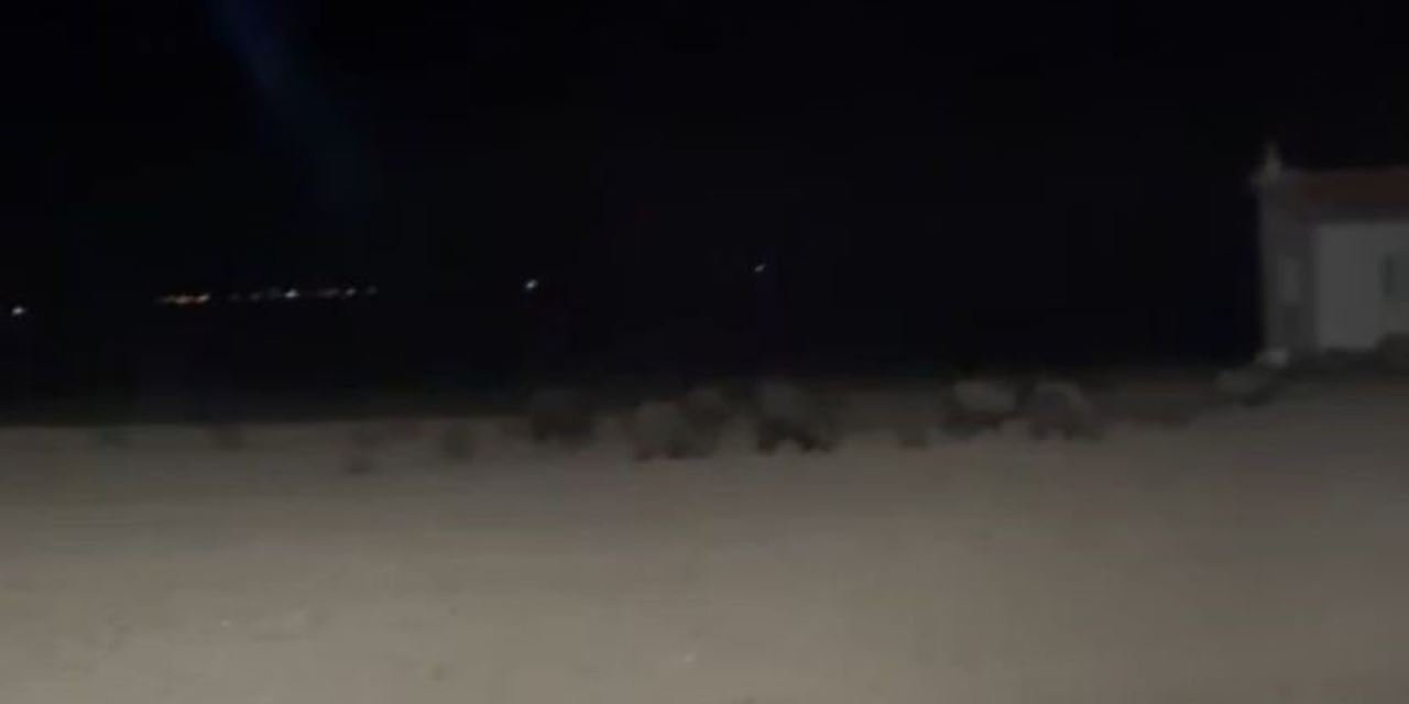 Karapınarlı çiftçiler domuzlara karşı tarlada nöbet tutuyor