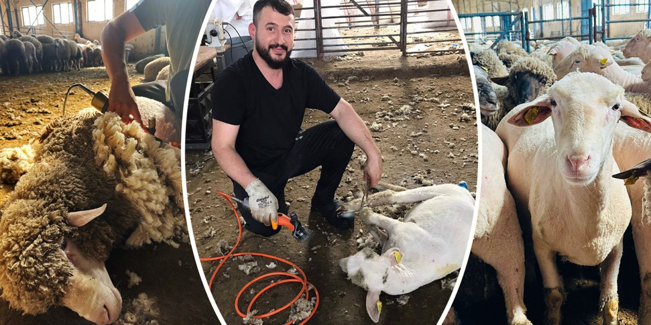 Bahri Dağdaş'ın yapağıları satışa çıkıyor