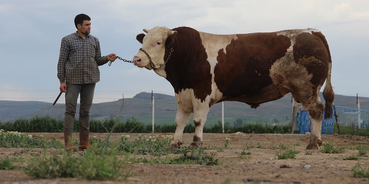 1 ton 250 kilo! Tosun, alıcı bekliyor