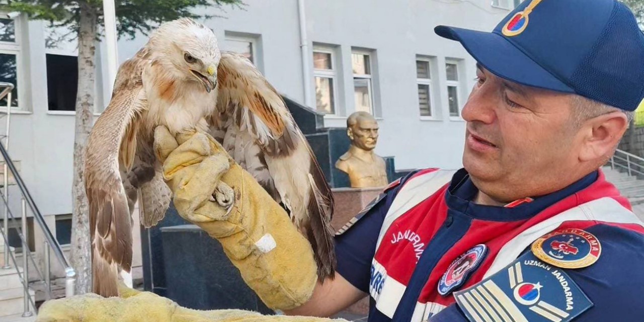 Yozgat’ta yaralı şahin tedavi altına alındı