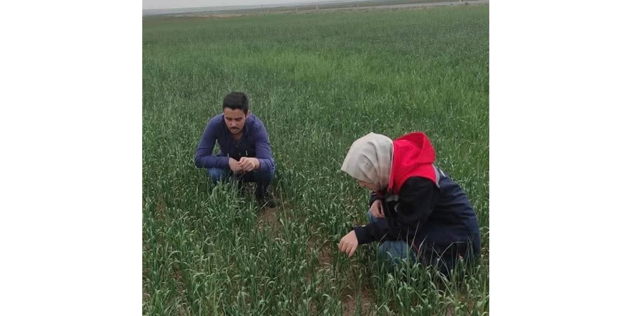 Kulu’da süneye karşı sahada yoğun mesai