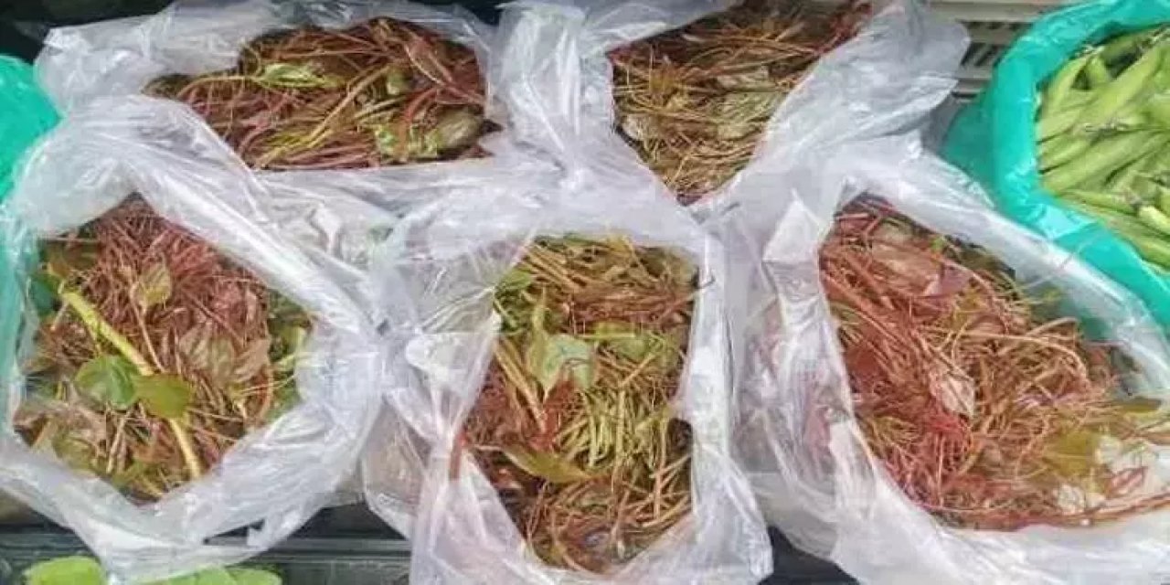 Doğanın mucizesi: Karaciğeri yeniliyor, Böbreklere hayat veriyor