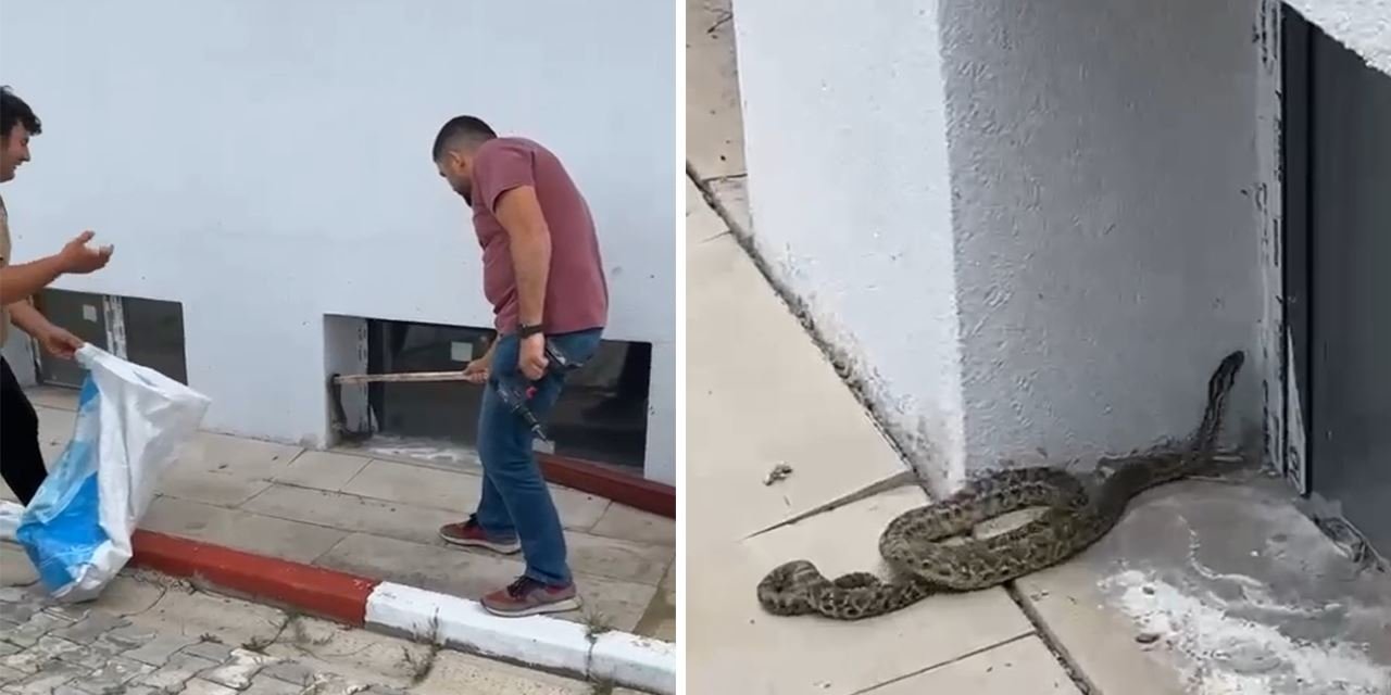 Okulda yılan paniği! Çözüm öğretmenden geldi