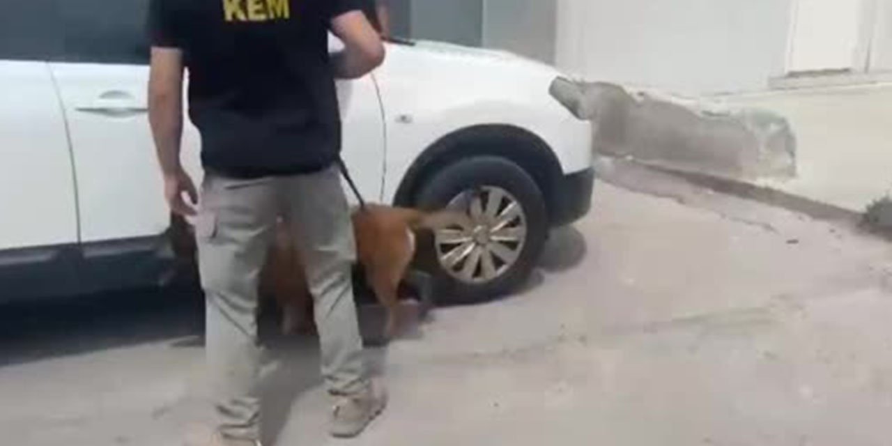 Narkotik köpeği