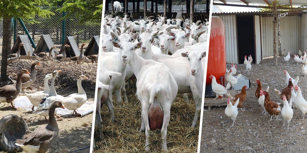 Şehirden kaçışın yeni adresi: ''Akyokuş Çiftliği''