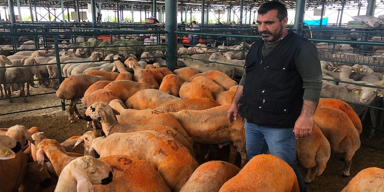 Turuncu Sivas Kangal Kuzuları kurbanlık pazarda göz kamaştırıyor