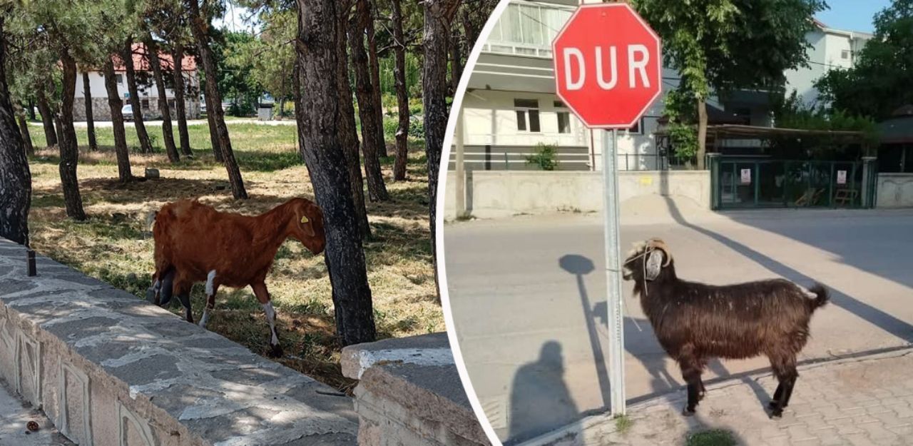 Kurbanlık keçiler firar etti, ekipler seferber oldu