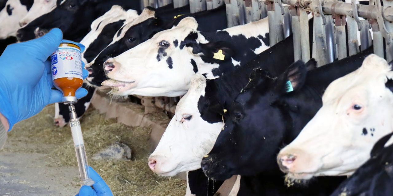 Konya’da şap alarmı: Hayvan pazarı kapatıldı