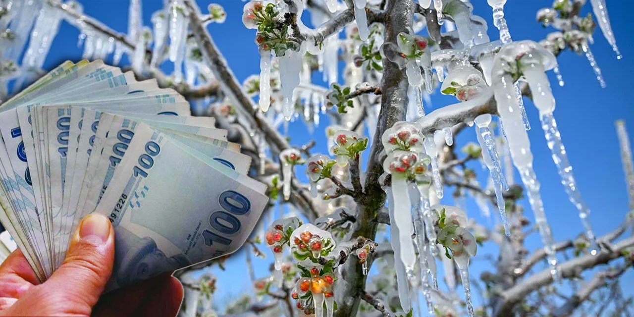 Dev bankadan zirai don mağduru çiftçiye destek: Konya detayı dikkat çekti