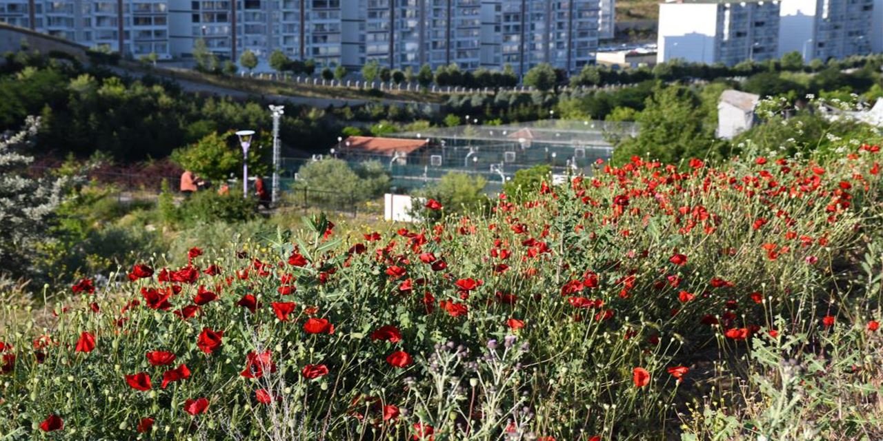 Yozgat’ta gelincik şöleni: Doğa kırmızıya boyandı