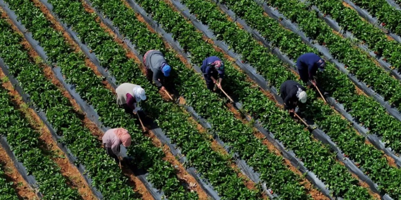5,5 milyar liralık destek bugün çiftçinin hesabına yatıyor