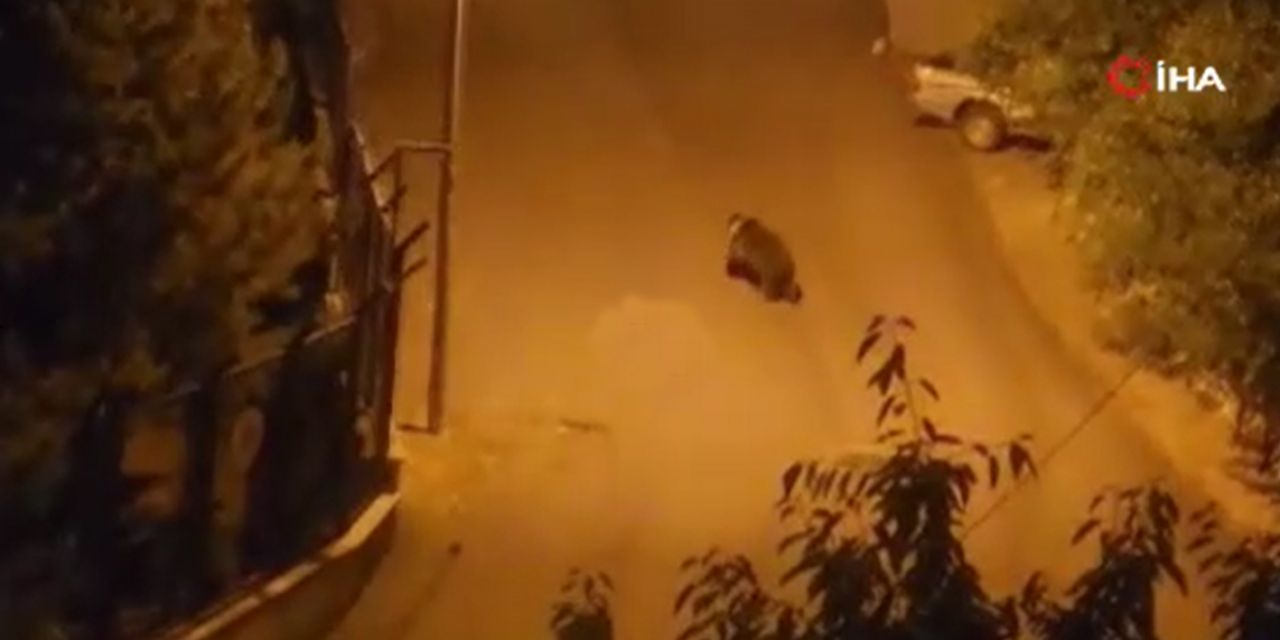 AYI ŞEHRE İNDİ