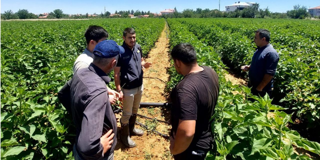 Konya'da nadir yetiştirilen ürünler arasında yer alıyor