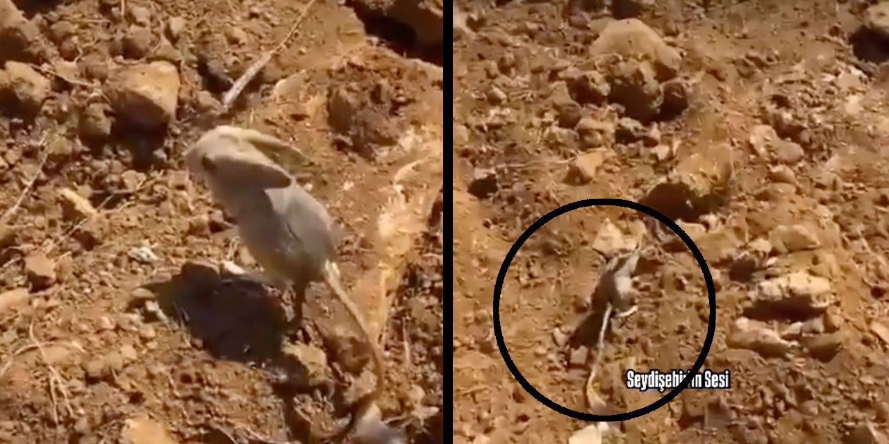 Kırmızı listede bulunan kanguru faresi Seydişehir’de görüldü